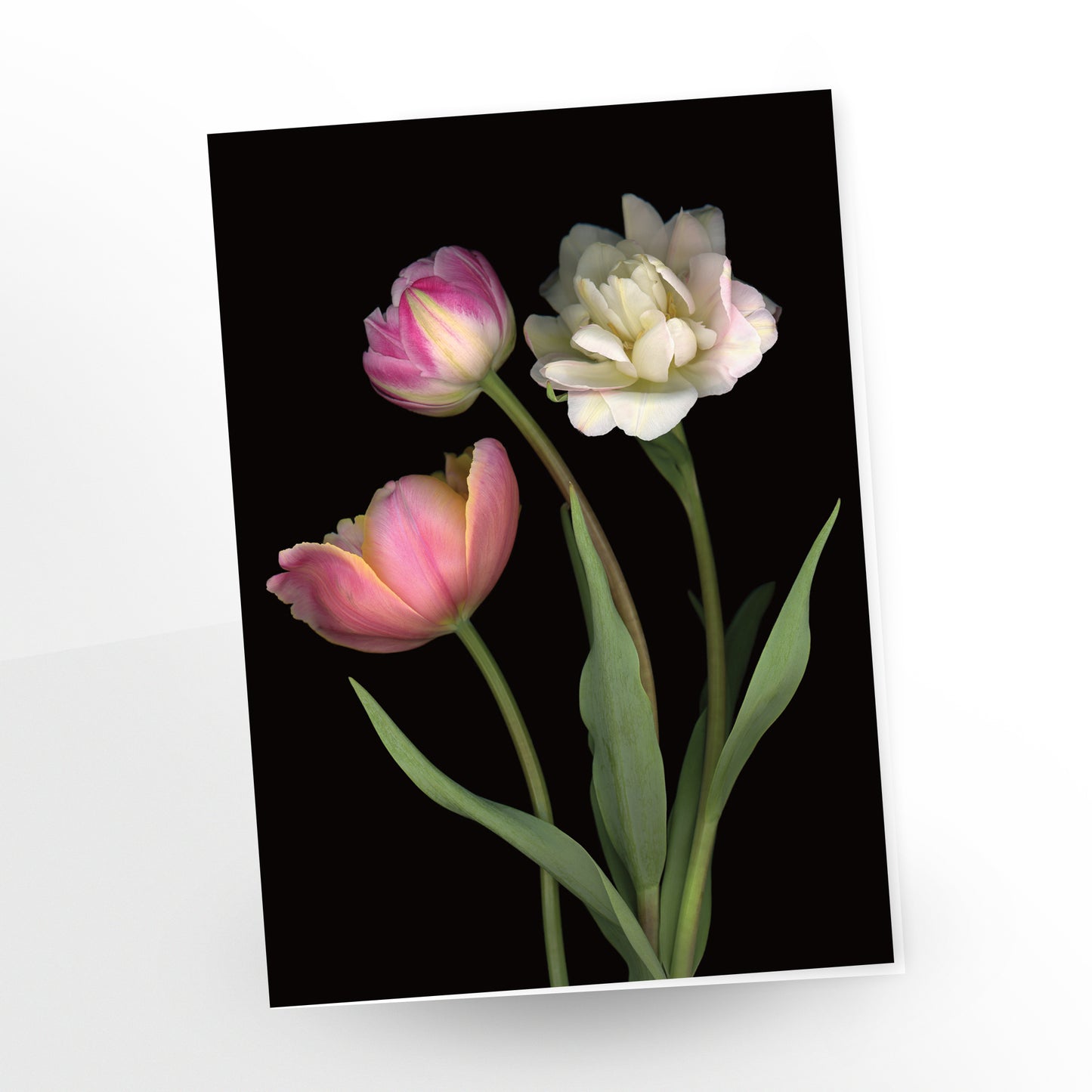 "Here Comes Spring" greetings card. A trio of tulips - each one captures the vibrant and diverse beauty of these flowers. GC-434