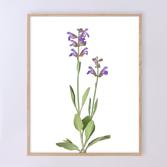 Aliments | Sauge en fleurs | Tirages