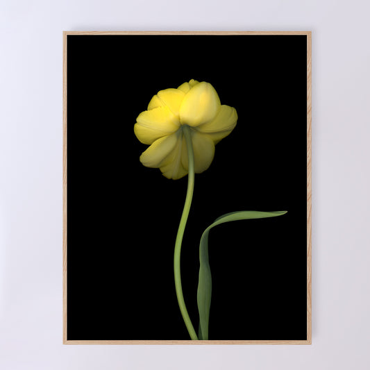 Open edition print 'Sublime' by Carmen Grenier; scanography. 11x14 inches