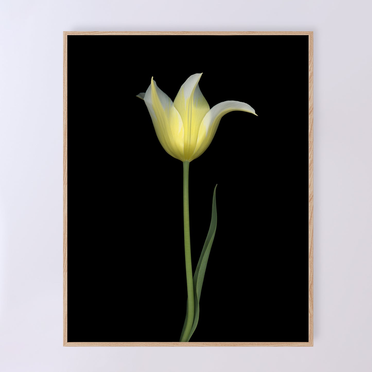 Open edition print 'Transparence' by Carmen Grenier; scanography. 11x14 inches.