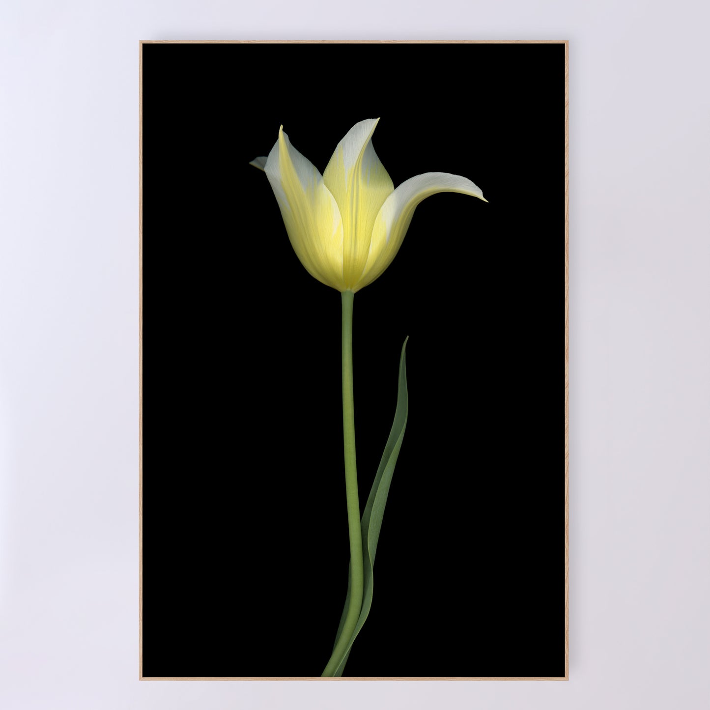 Open edition print 'Transparence' by Carmen Grenier; scanography. 24x36 inches.