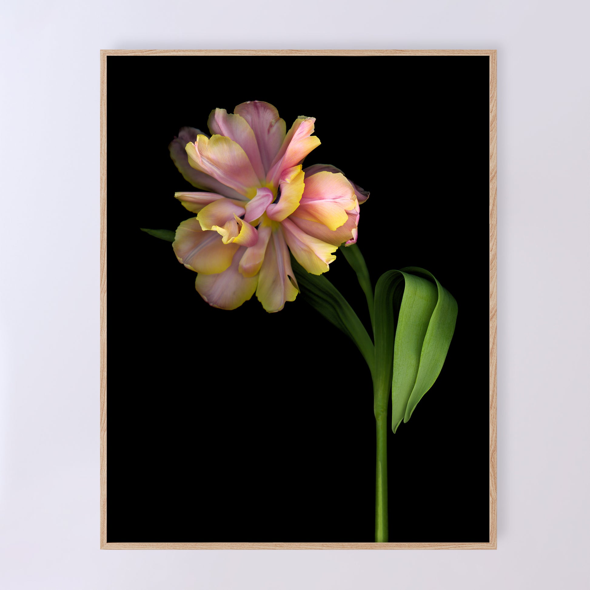 A stunning tulip in shades. of pink and yellow. Quintessence, open edition fine art print 11x14.