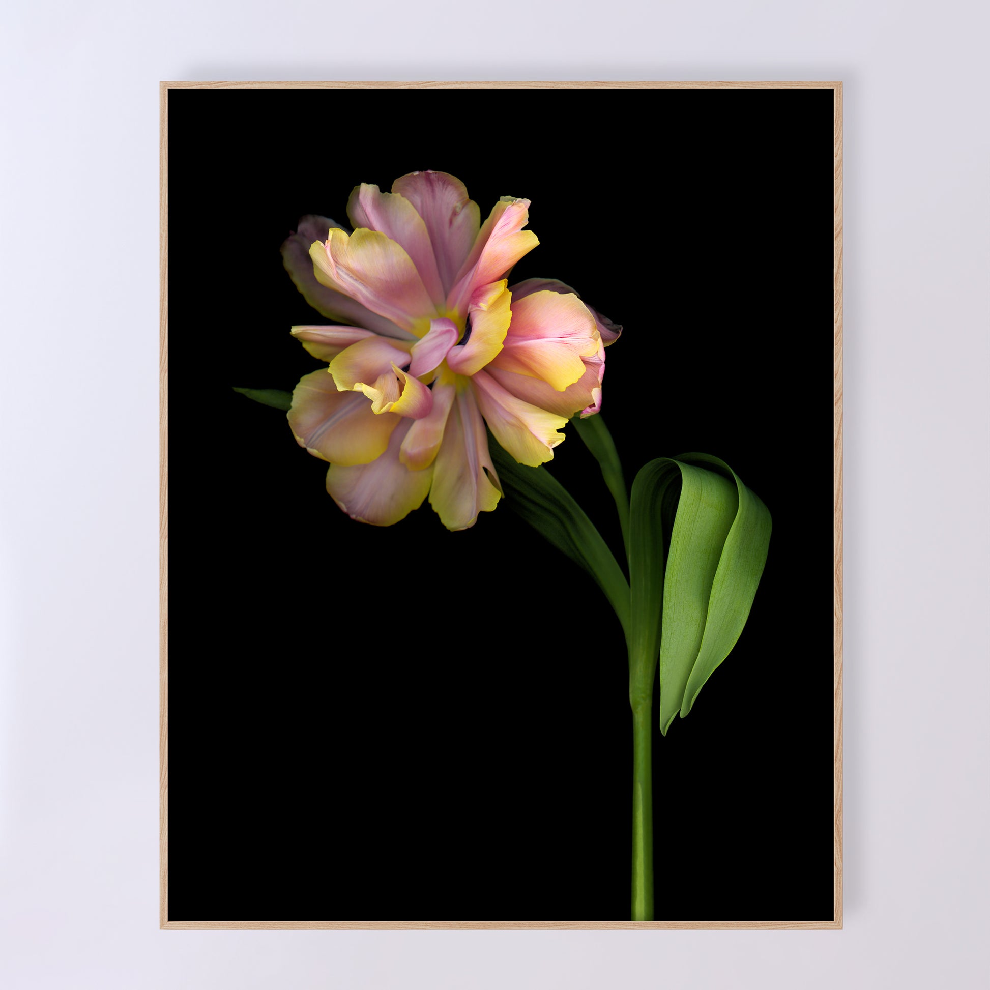 A stunning tulip in shades. of pink and yellow. Quintessence, open edition fine art print 16x20.