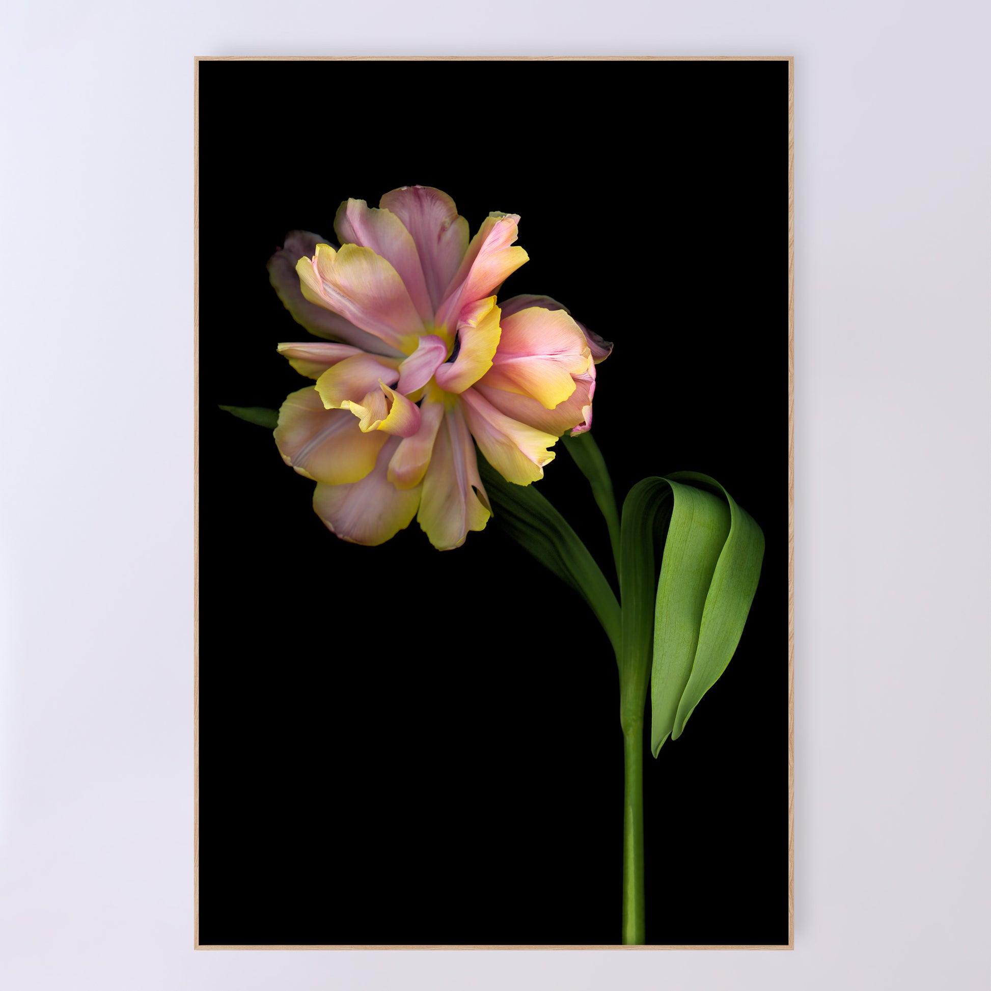 A stunning tulip in shades. of pink and yellow. Quintessence, open edition fine art print 24x36 inches.