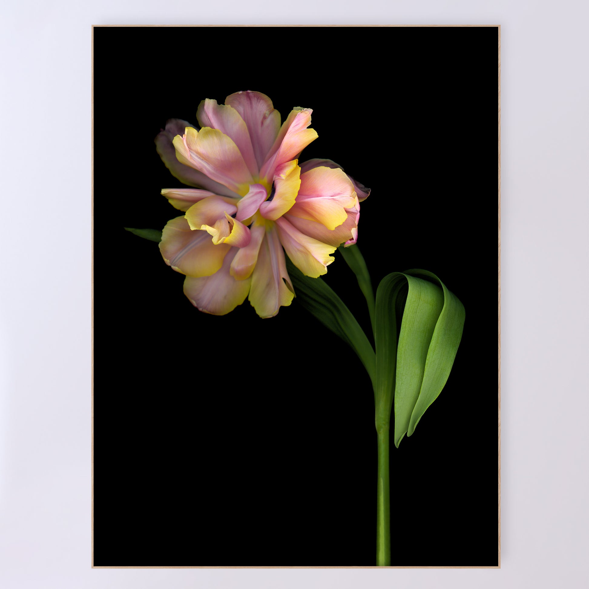 A stunning tulip in shades. of pink and yellow. Quintessence, open edition fine art print 36x48 inches.