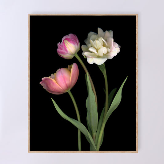 Three stunning tulips in delicate pastel shades. Open edition fine art print 11x14.