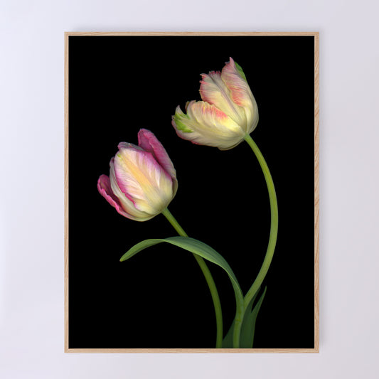 Two stunning tulips in delicate pastel shades. Open edition fine art print 11x14.