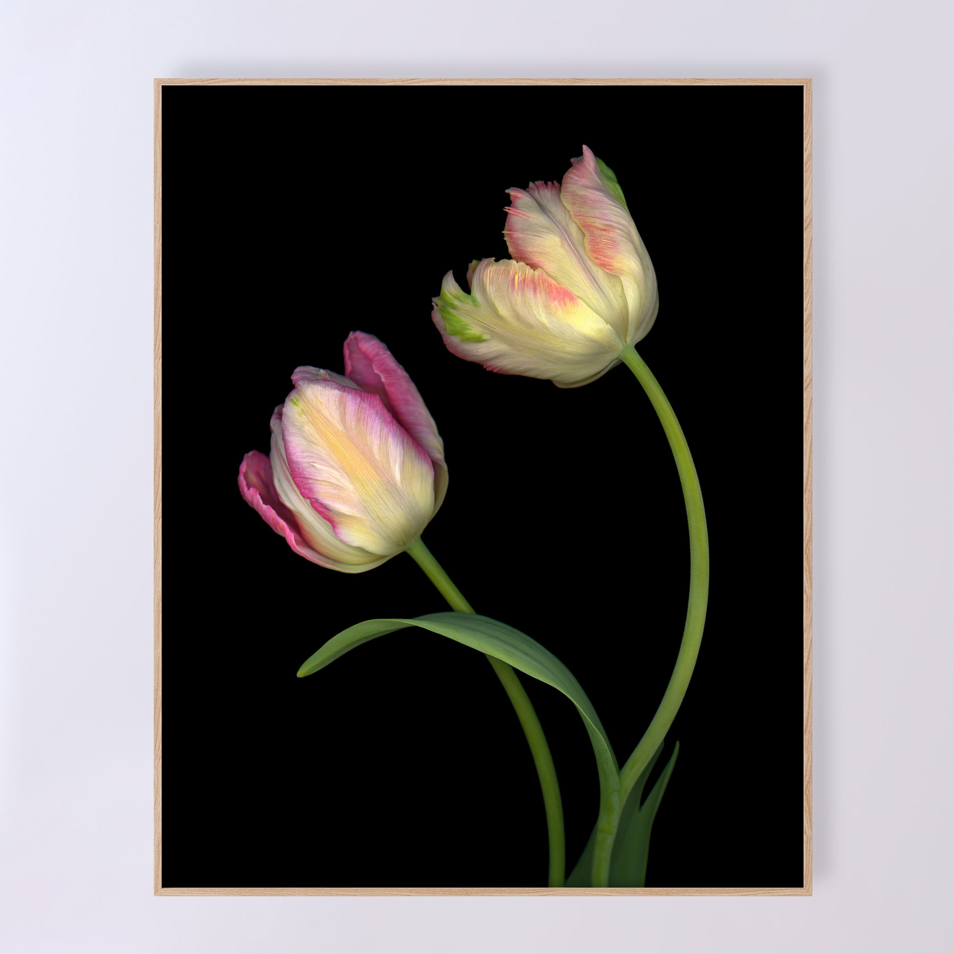 Two stunning tulips in delicate pastel shades. Open edition fine art print 16x20.
