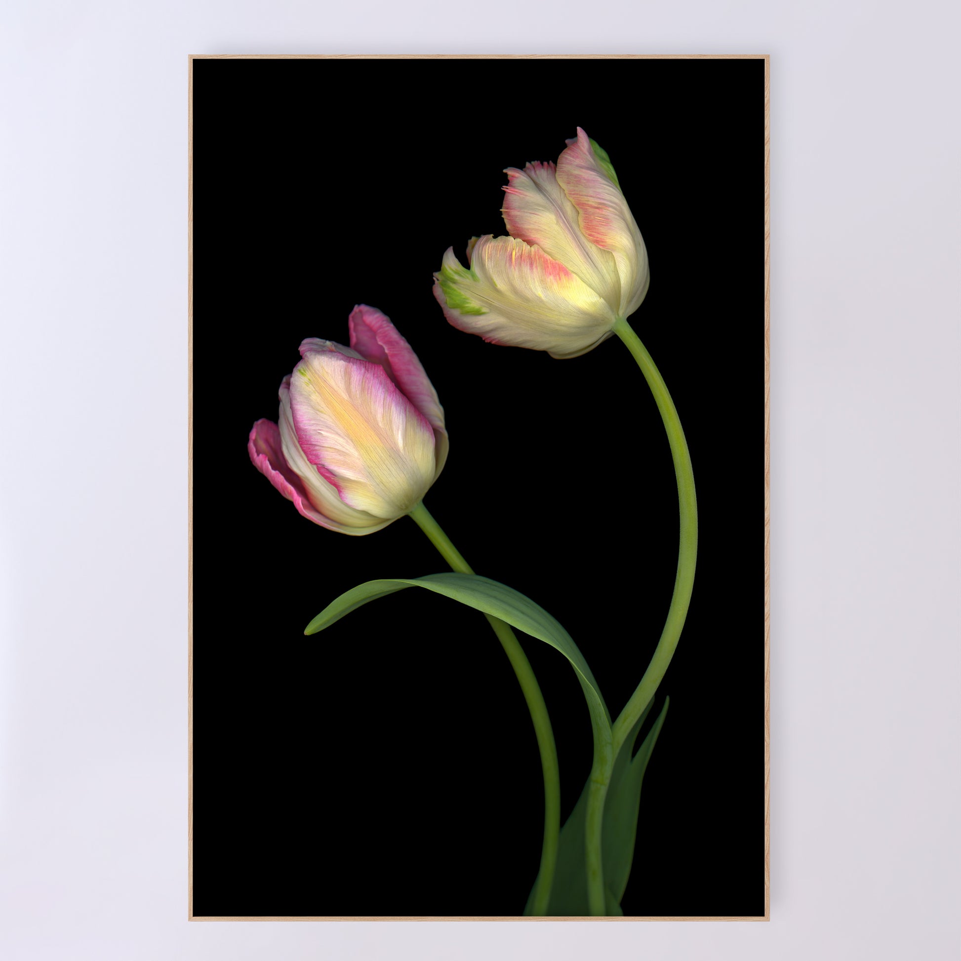 Two stunning tulips in delicate pastel shades. Open edition fine art print 24x36.