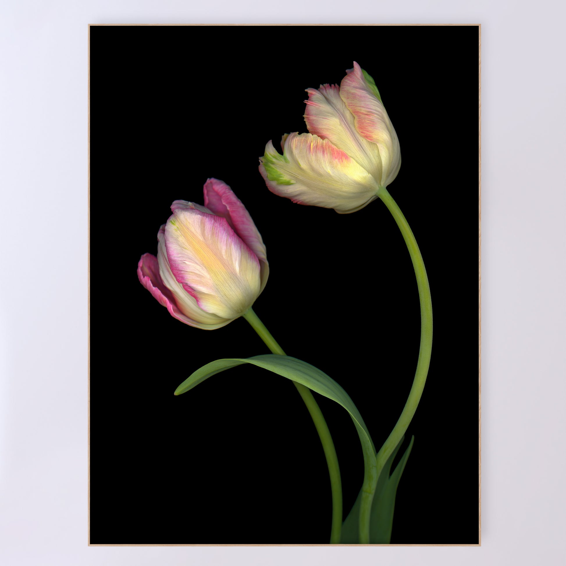 Two stunning tulips in delicate pastel shades. Open edition fine art print 36x48.