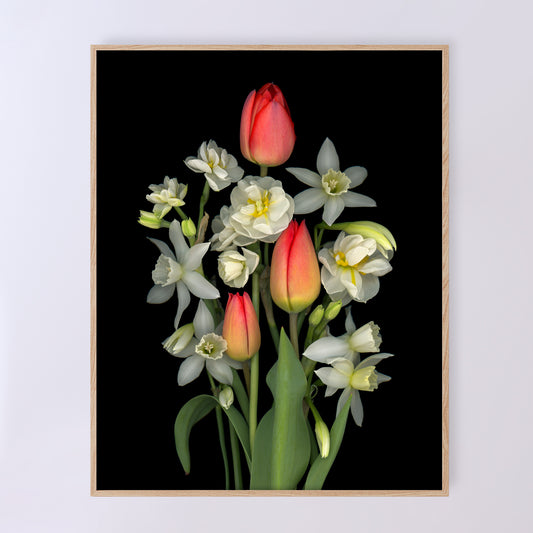 Fragrance of Spring Open Edition Fine Art Print featuring a vibrant bouquet of red tulips and narcissi ('Bridal Crown' and N. 'Thalia').