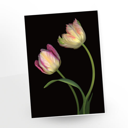 Two pastel tone tulips on a black background