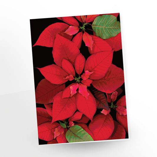 Poinsettia no. 102 | Cartes de voeux