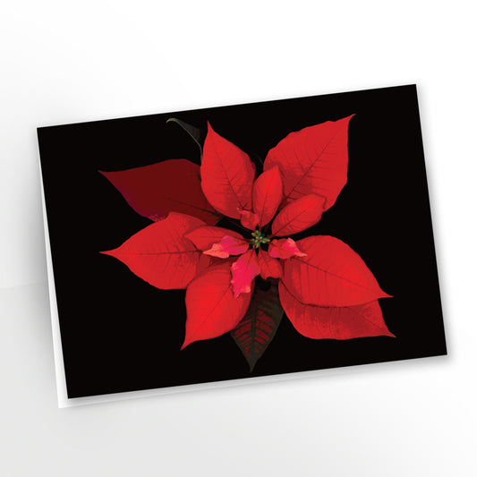 Poinsettia no. 132 | Cartes de voeux