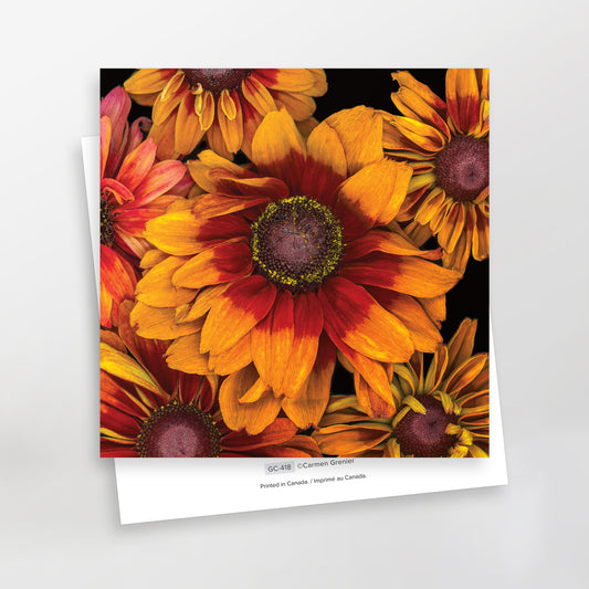 Rudbeckia 'Sahara' - Carte de vœux